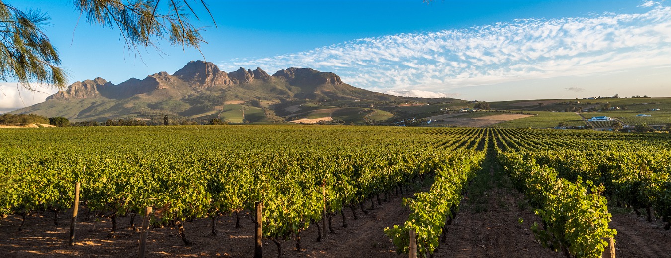 Jornadas enogastronômicas pelas mais charmosas regiões vinícolas do mundo